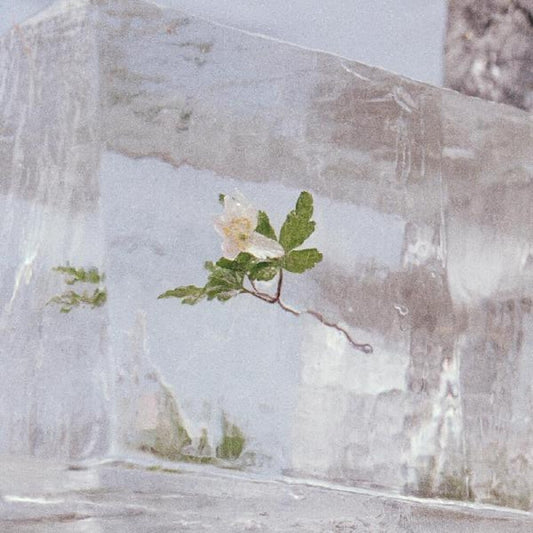 Efterklang/Windflowers [LP]