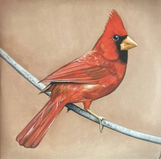 Alexisonfire/Old Crows/Young Cardinals [LP]